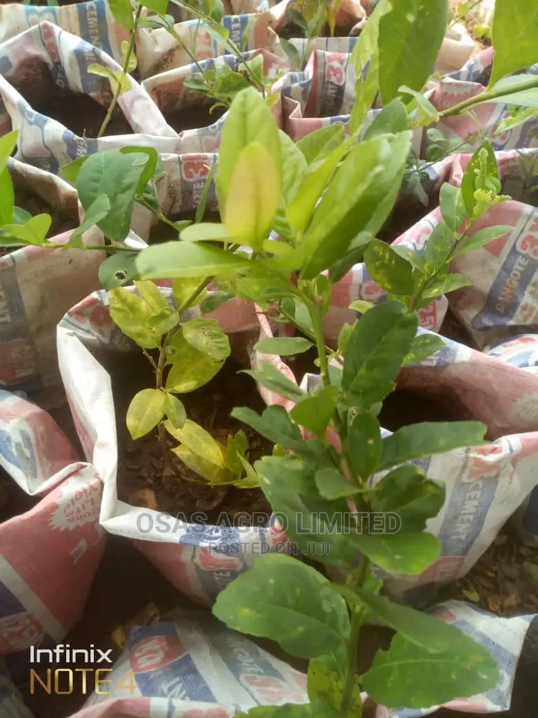 Choice Huticultural Garden, That Beautify Your Home.