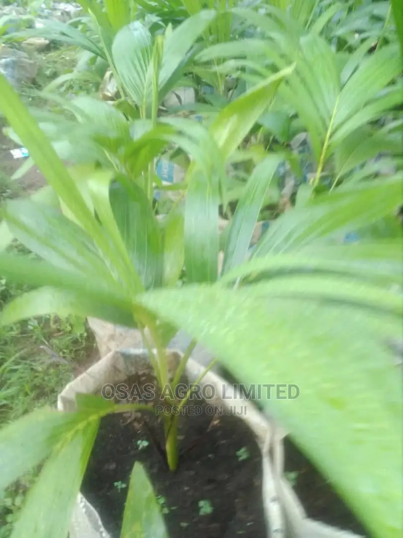 Choice Huticultural Garden, That Beautify Your Home.