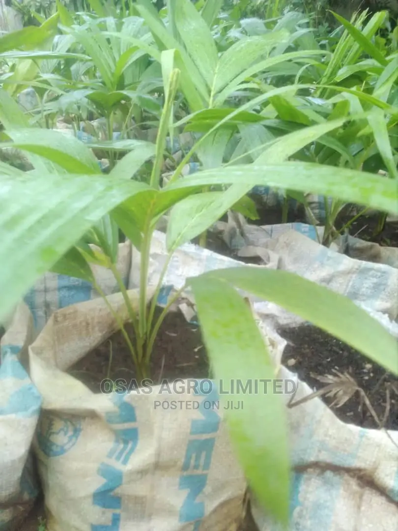 Choice Huticultural Garden, That Beautify Your Home.