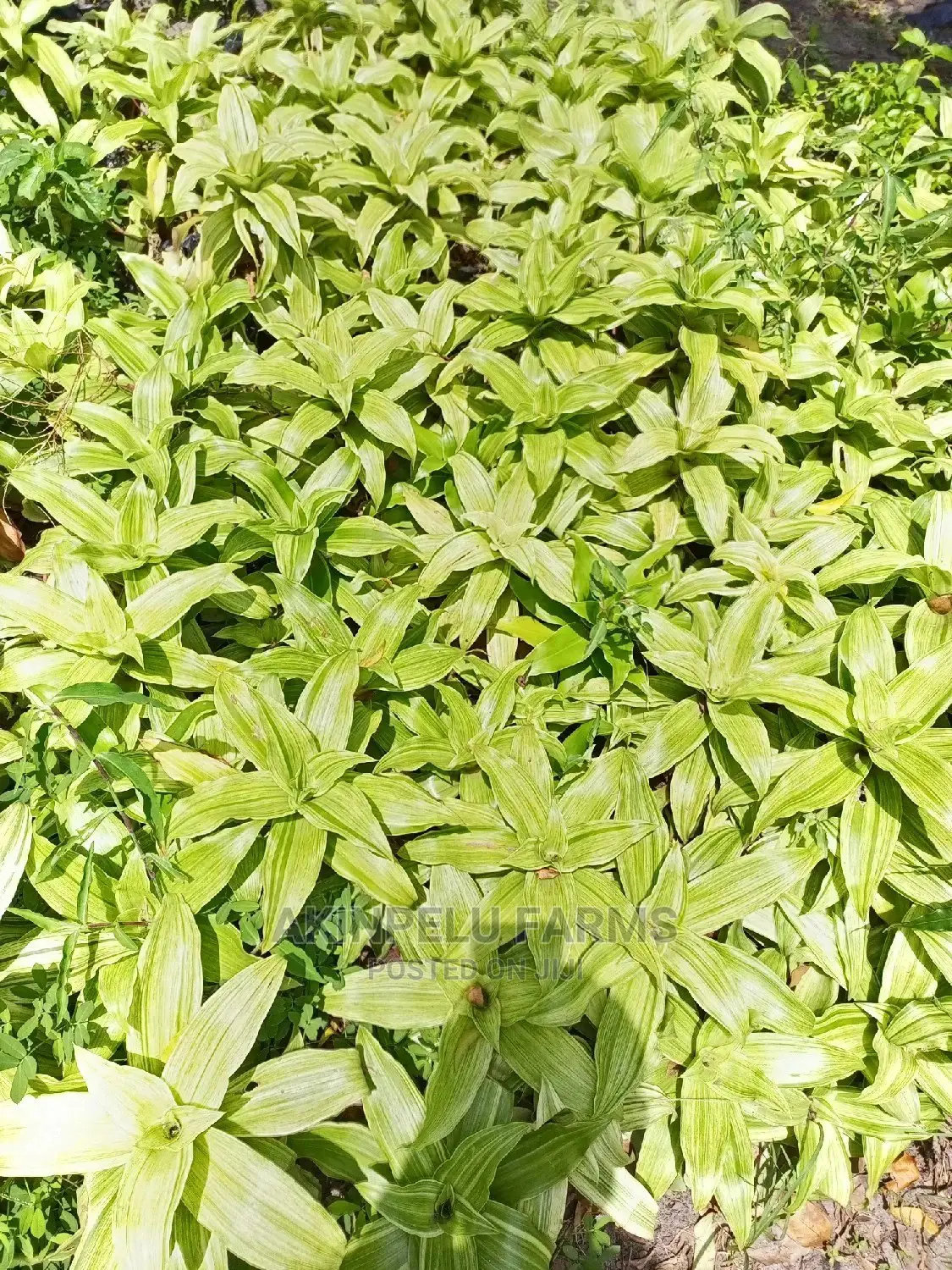 Beautiful Flowers That Beautify Your Environment