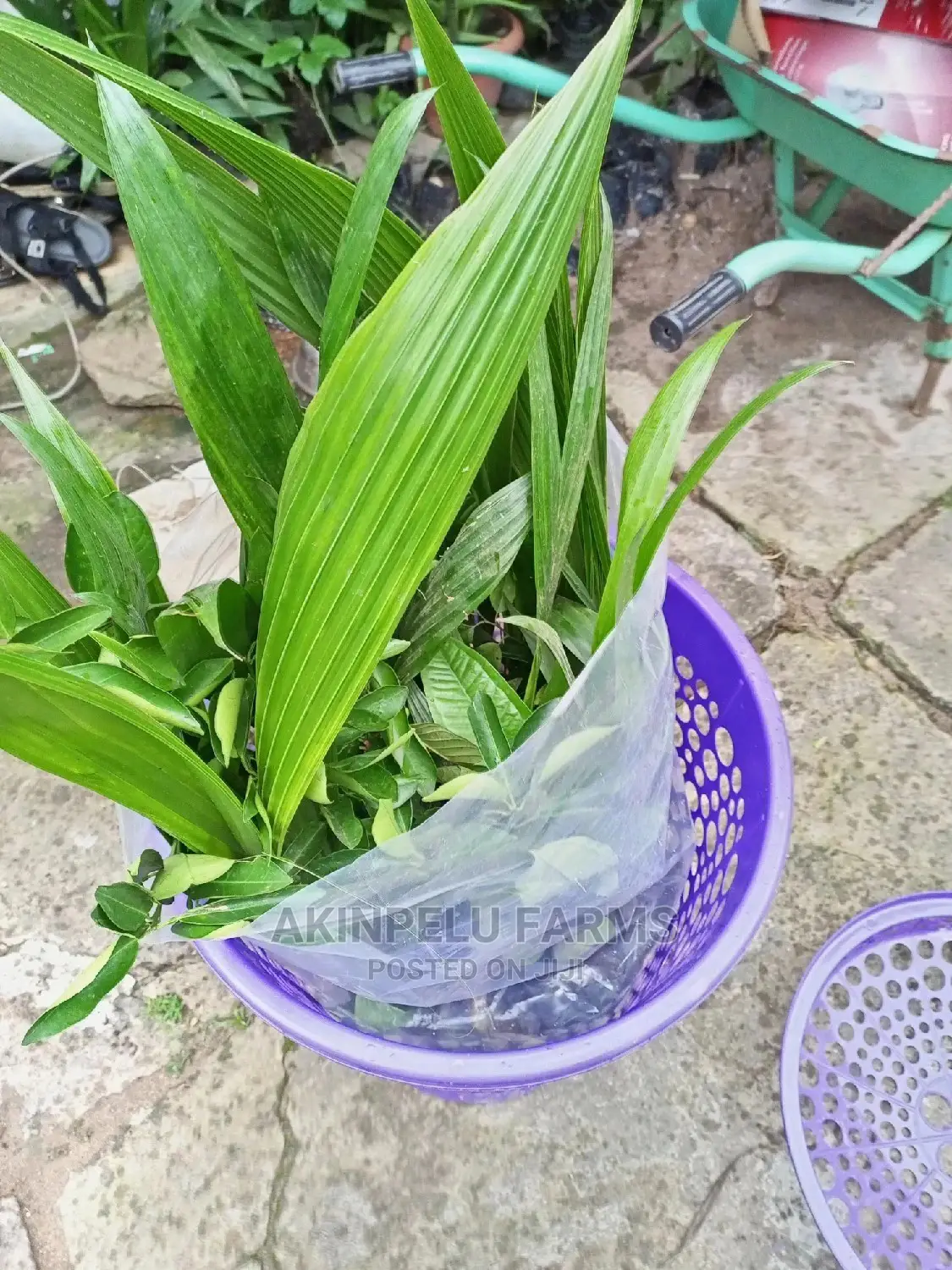 Coconut and Other Orchard Seedlings
