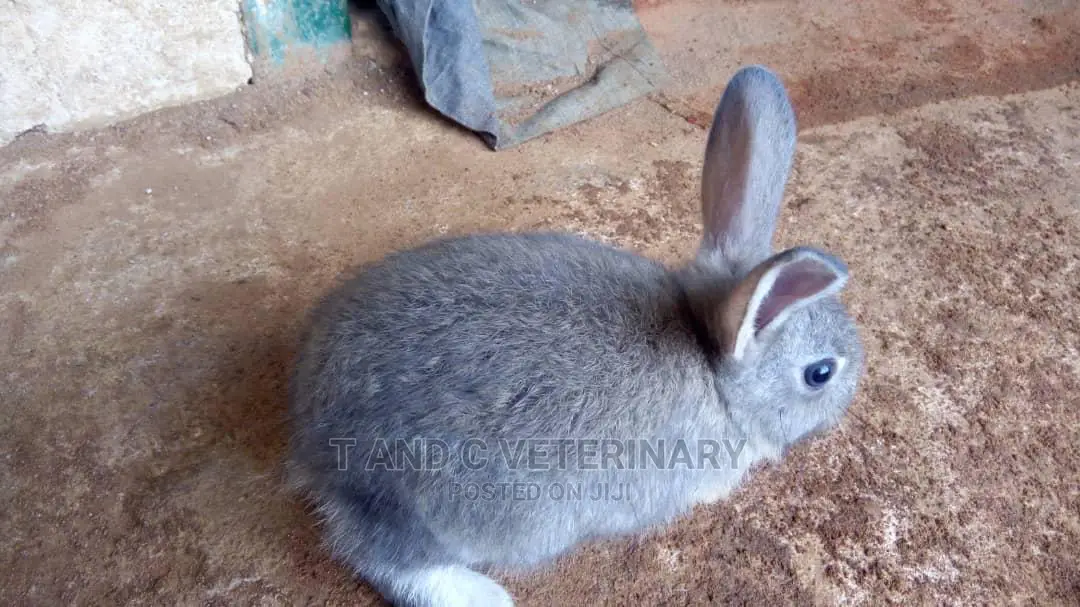 American Chinchilla Pet Exotic Rabbit