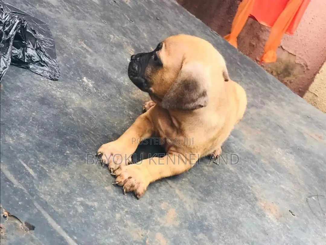 0-1 month Female Purebred Boerboel