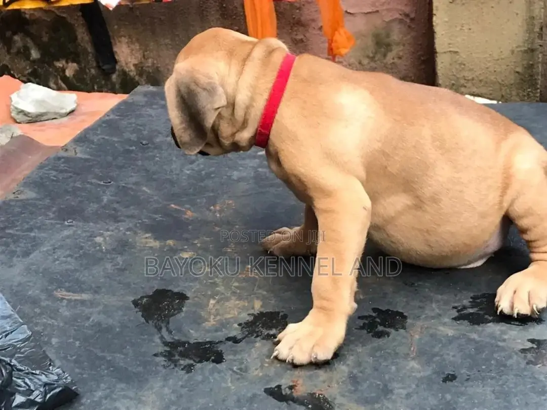 0-1 month Female Purebred Boerboel