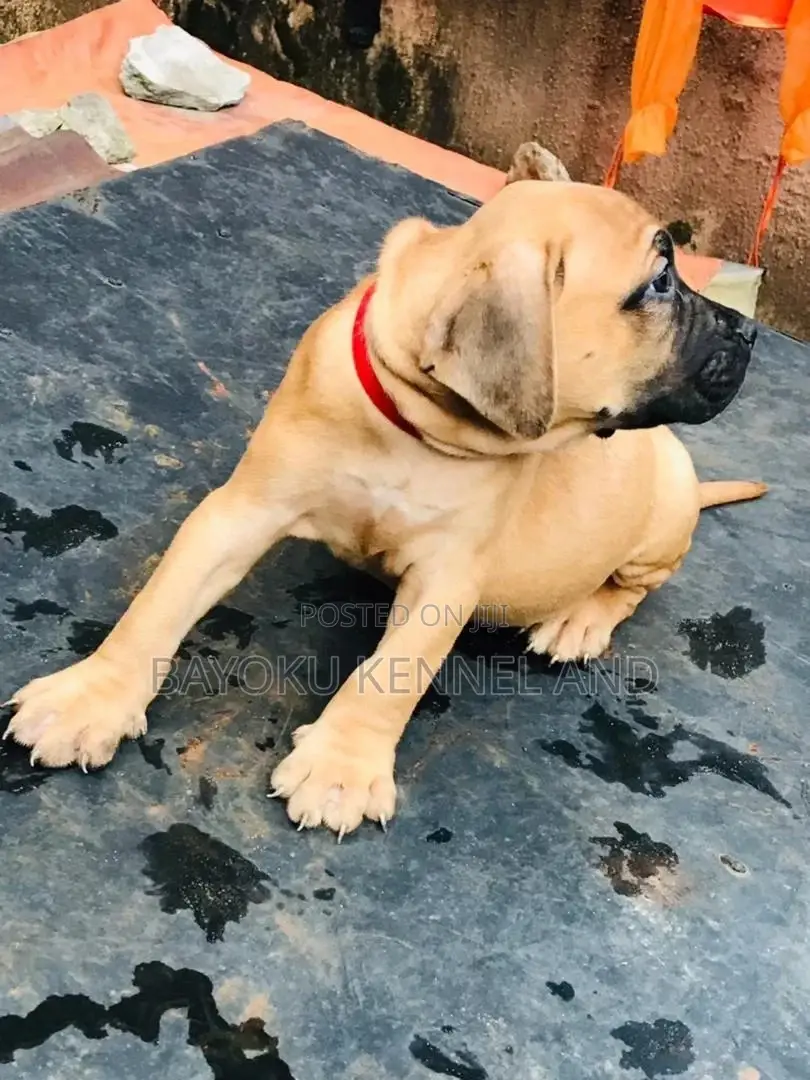 0-1 month Female Purebred Boerboel