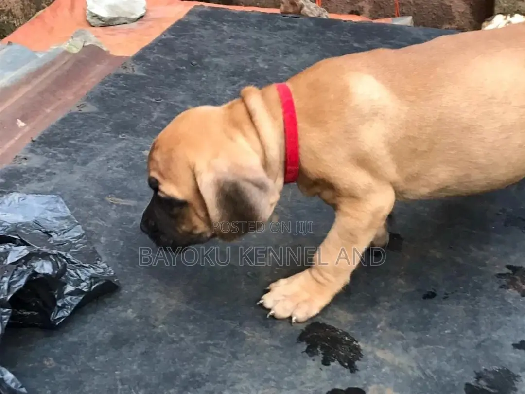 0-1 month Female Purebred Boerboel
