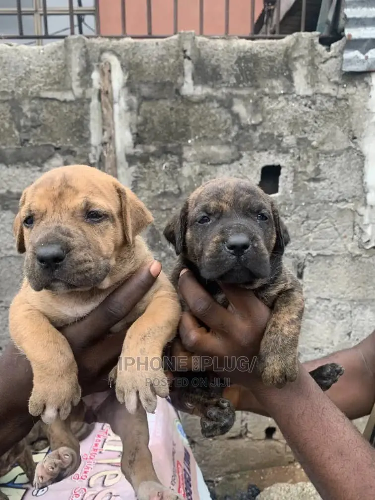 1-3 months Female Purebred Boerboel