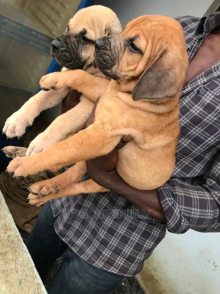 1-3 months Female Purebred Boerboel