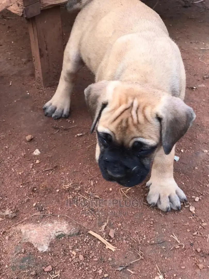 1-3 months Female Purebred Boerboel