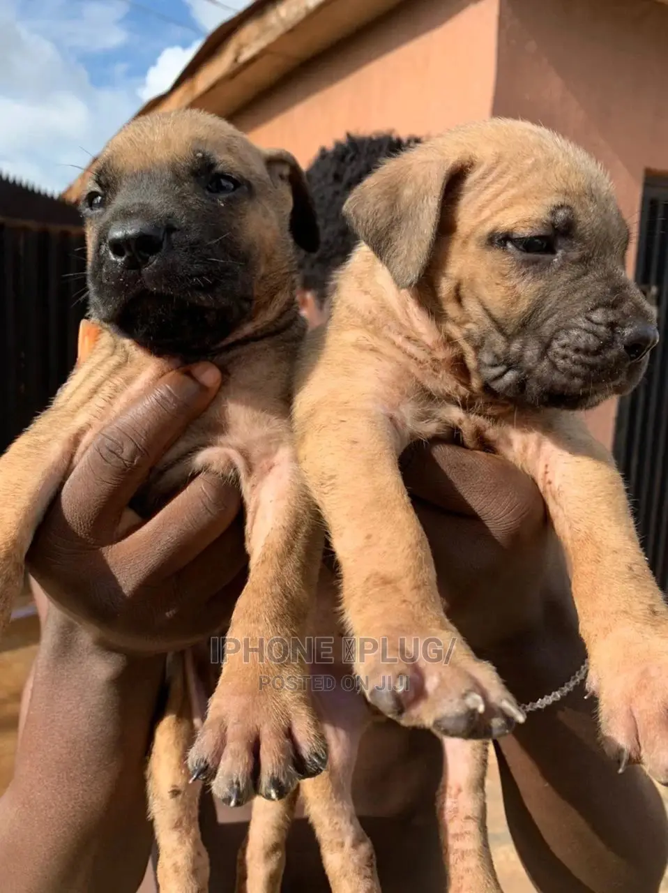 1-3 months Female Purebred Boerboel