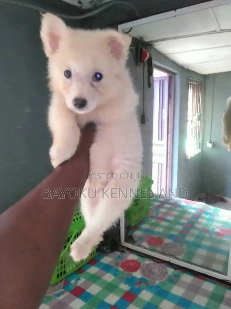 0-1 month Female Purebred American Eskimo