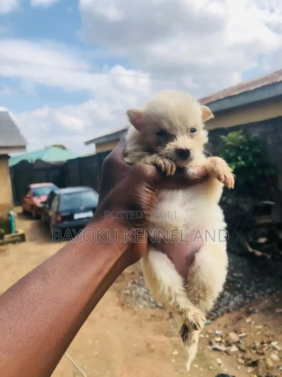 0-1 month Female Purebred American Eskimo