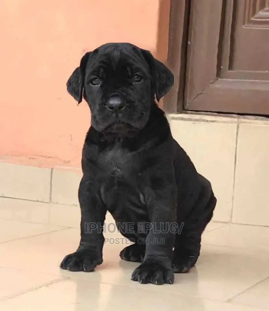 1-3 months Female Purebred Cane Corso