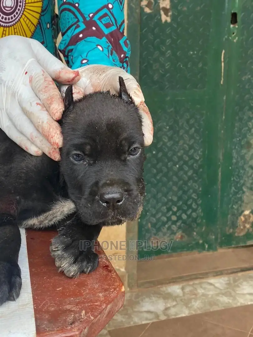 1-3 months Female Purebred Cane Corso