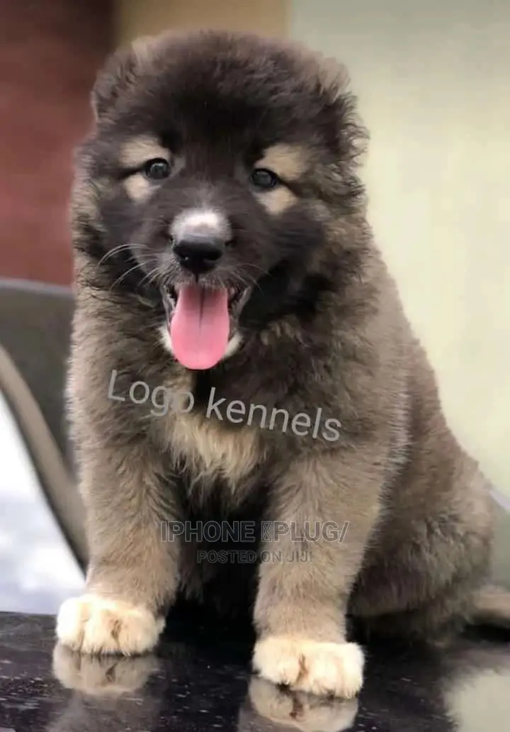 3-6 months Male Purebred Caucasian Shepherd