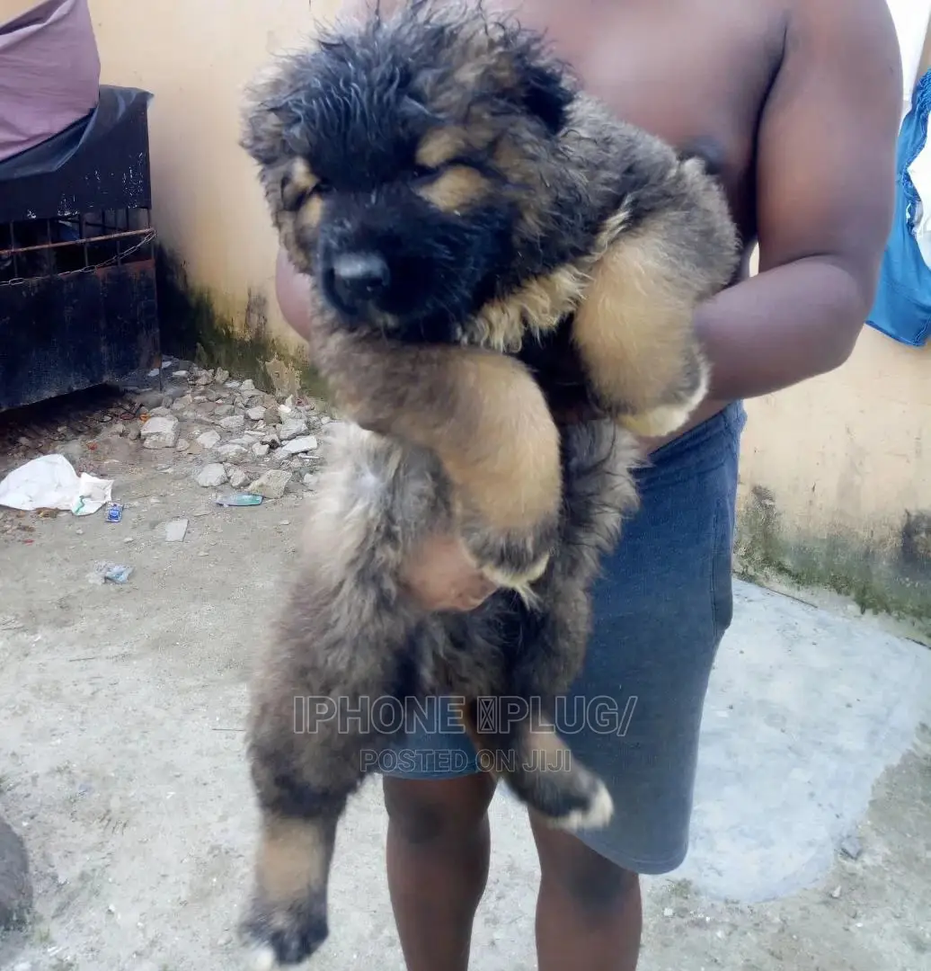 3-6 months Male Purebred Caucasian Shepherd