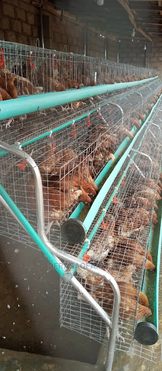 Battery Cage for Layers (120birds) With Full Accessories
