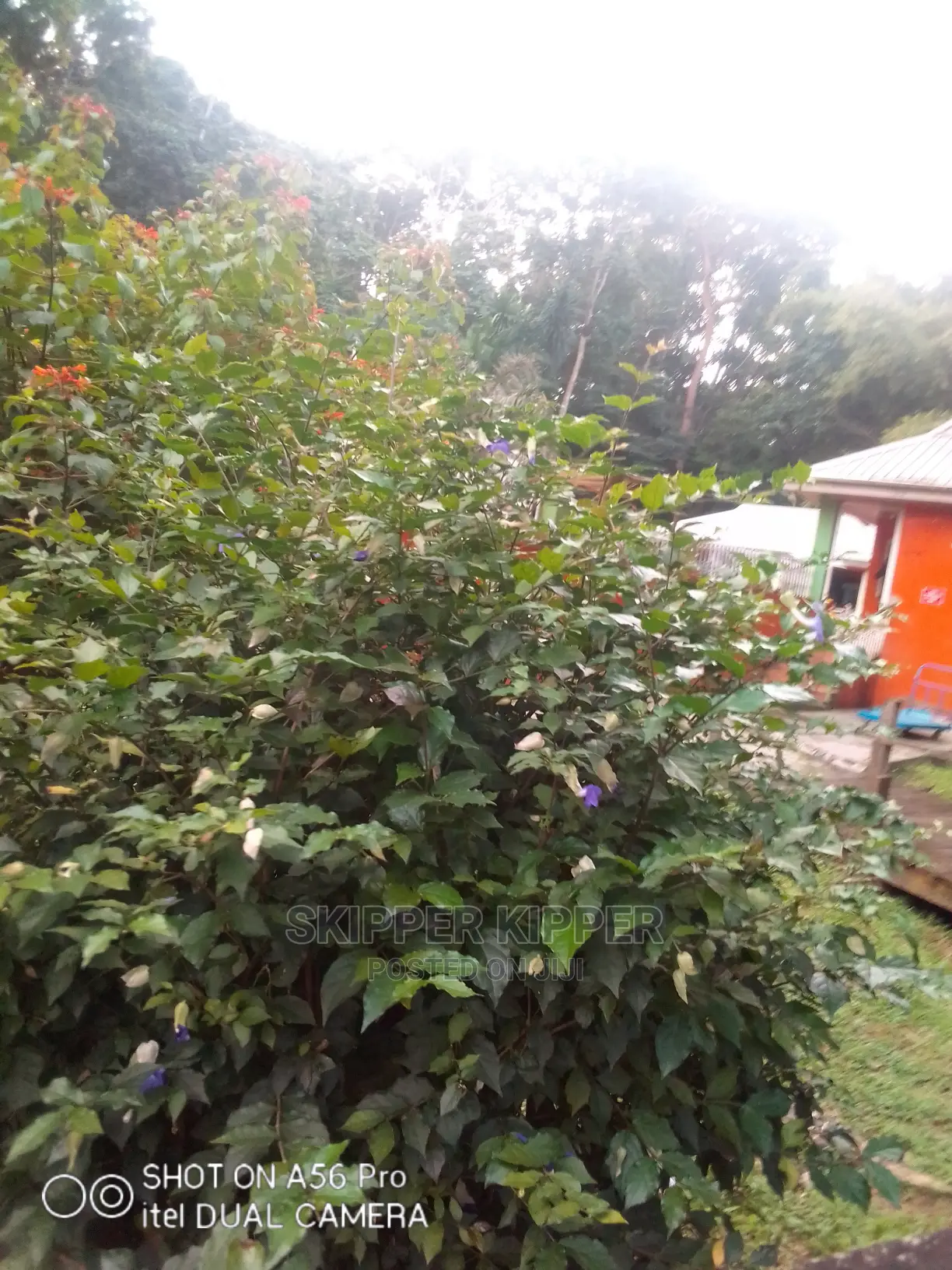 Landscaping Beautification Gardening