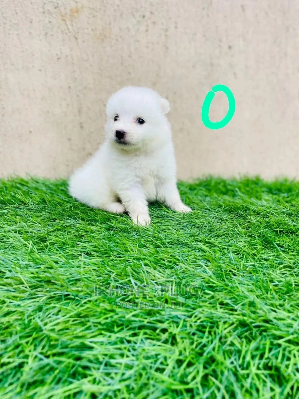 1-3 months Female Purebred American Eskimo