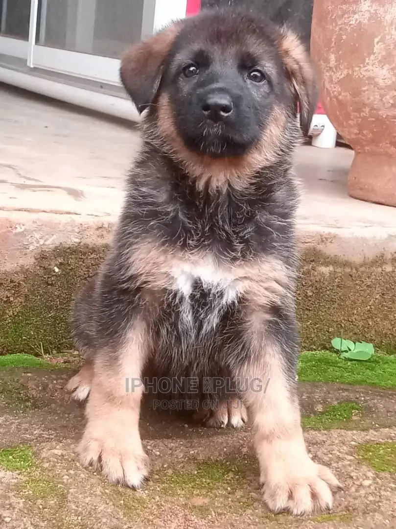 1-3 months Male Purebred German Shepherd