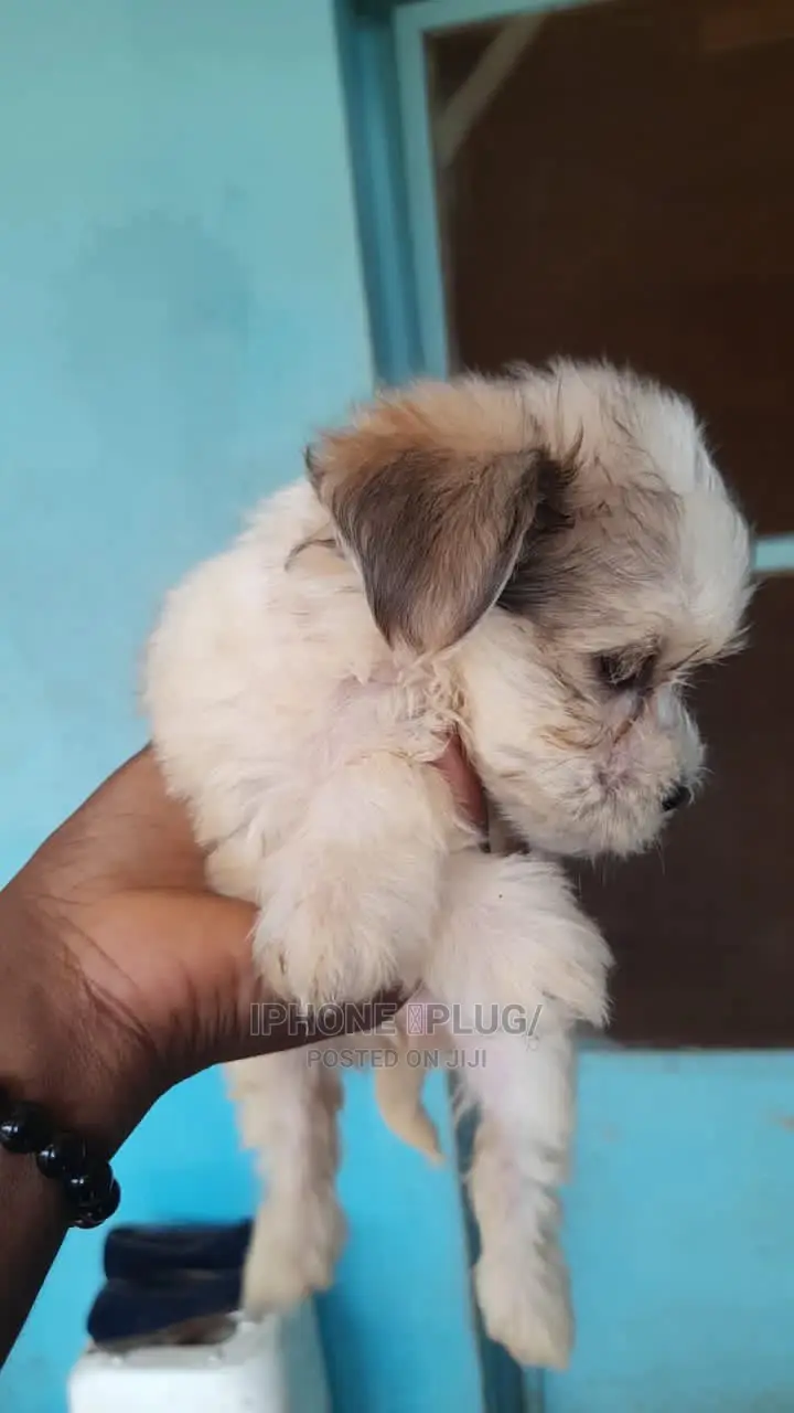 1-3 months Female Purebred Lhasa Apso