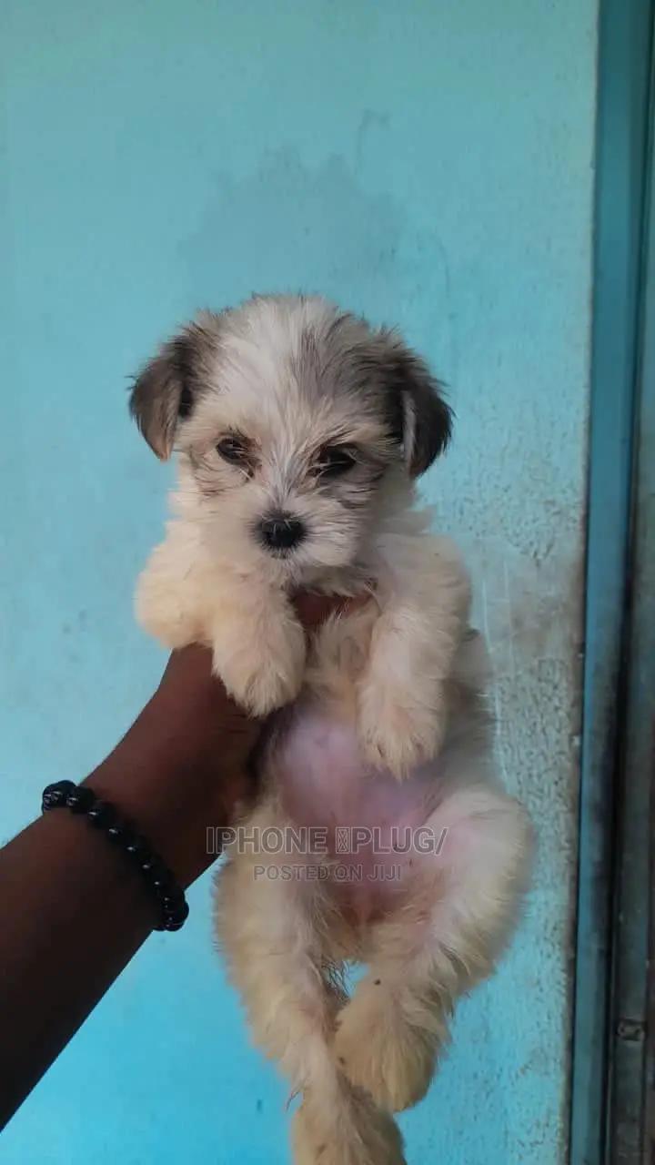 1-3 months Female Purebred Lhasa Apso