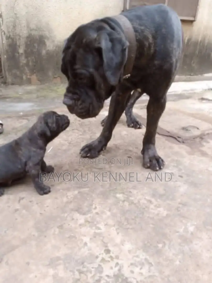 0-1 month Female Purebred Boerboel