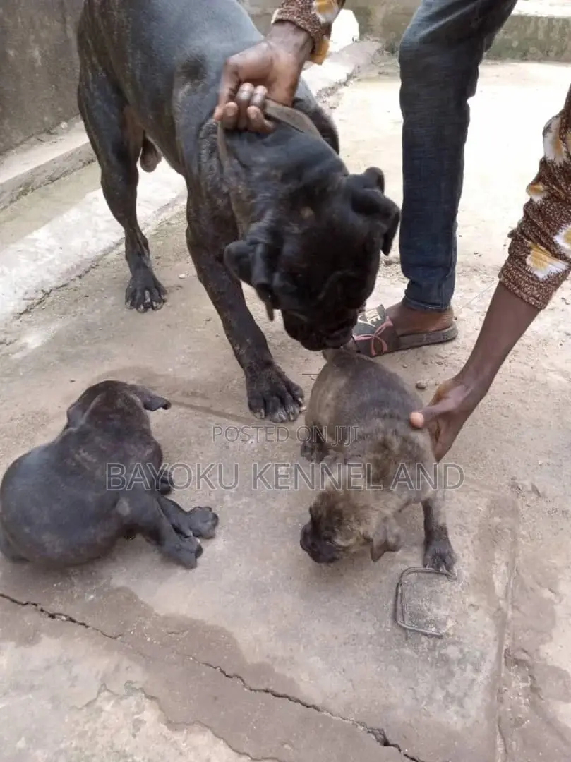0-1 month Female Purebred Boerboel