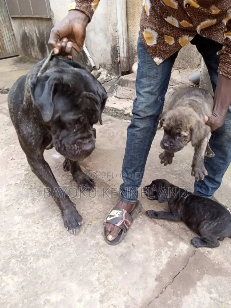 0-1 month Female Purebred Boerboel