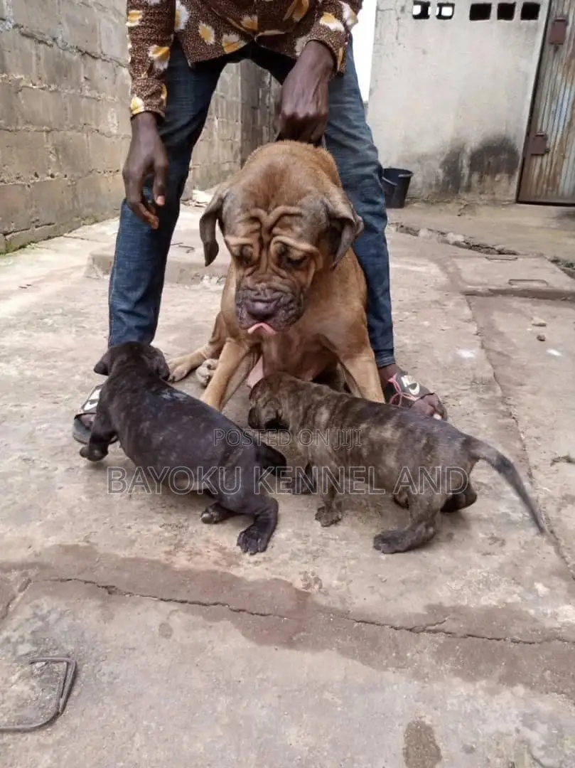 0-1 month Female Purebred Boerboel