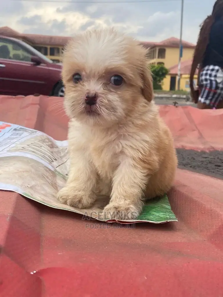 1-3 months Female Purebred Lhasa Apso
