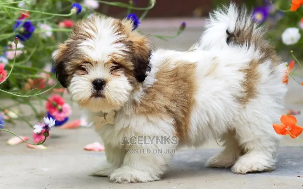 1-3 months Female Purebred Lhasa Apso