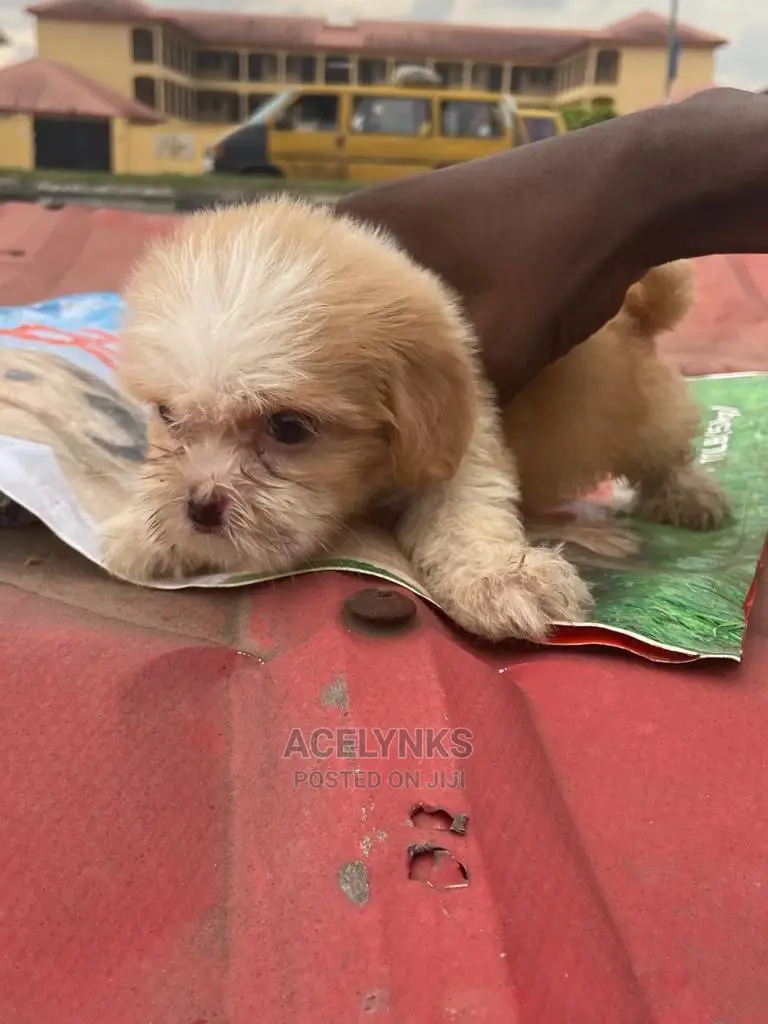 1-3 months Male Purebred Lhasa Apso