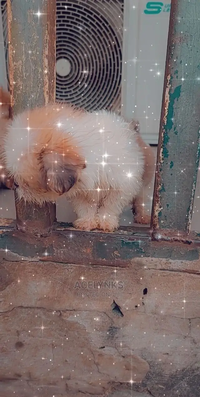 1-3 months Male Purebred Lhasa Apso