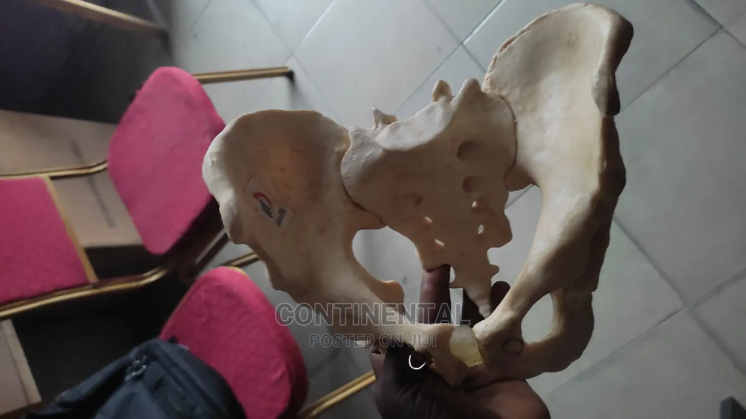 Human Pelvis Female