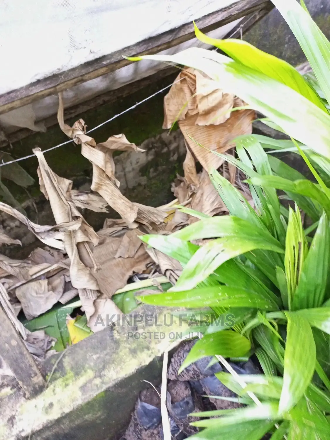 Snail Farm Set Up, Management Marketing
