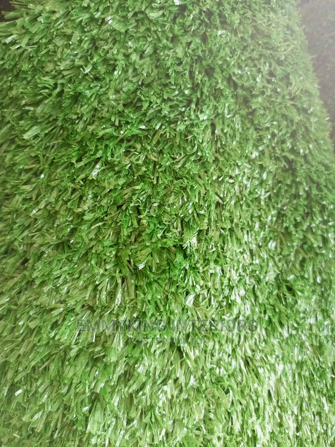Turkey Carpet Grass