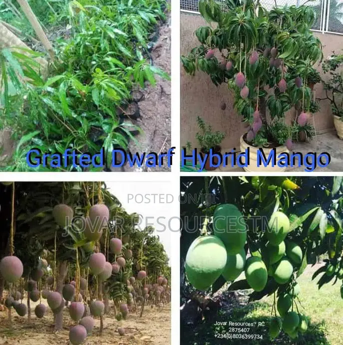 Best Grafted Dwarf Improved Mango Seedling Double Grafted