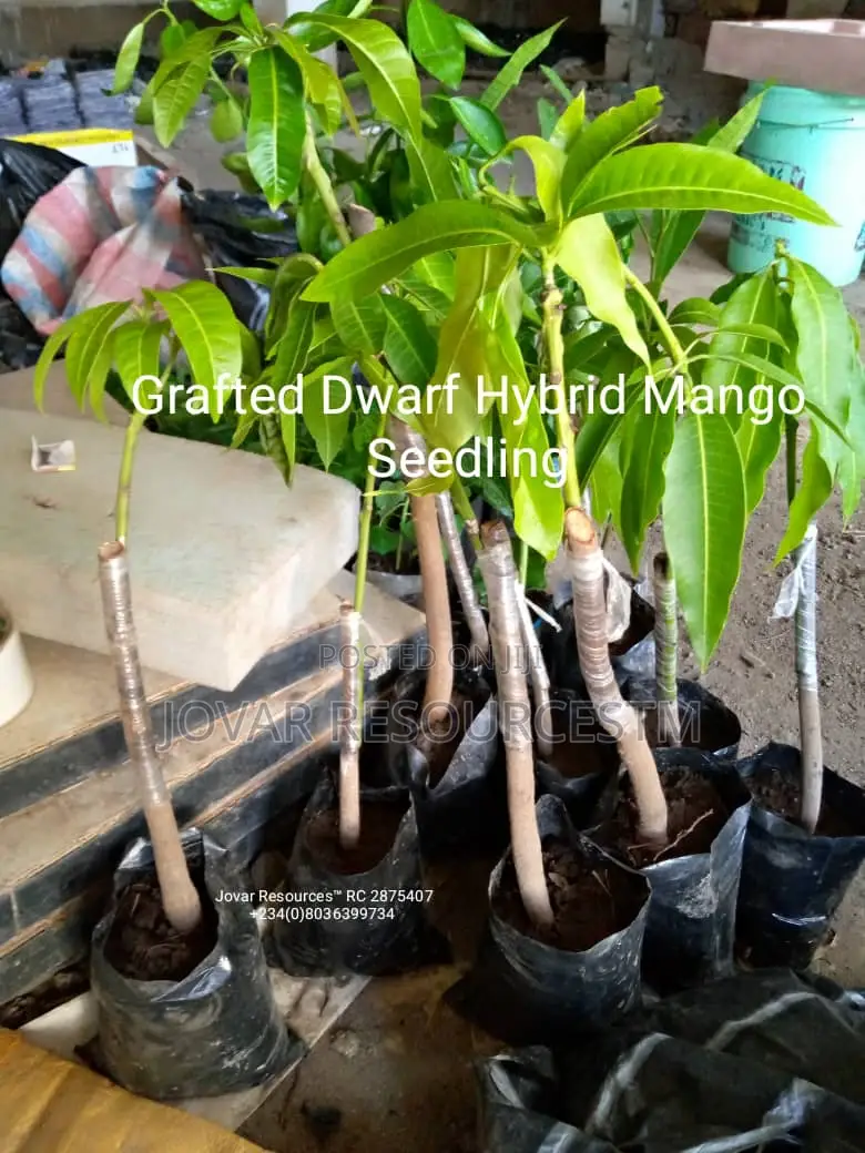 Best Grafted Dwarf Improved Mango Seedling Double Grafted