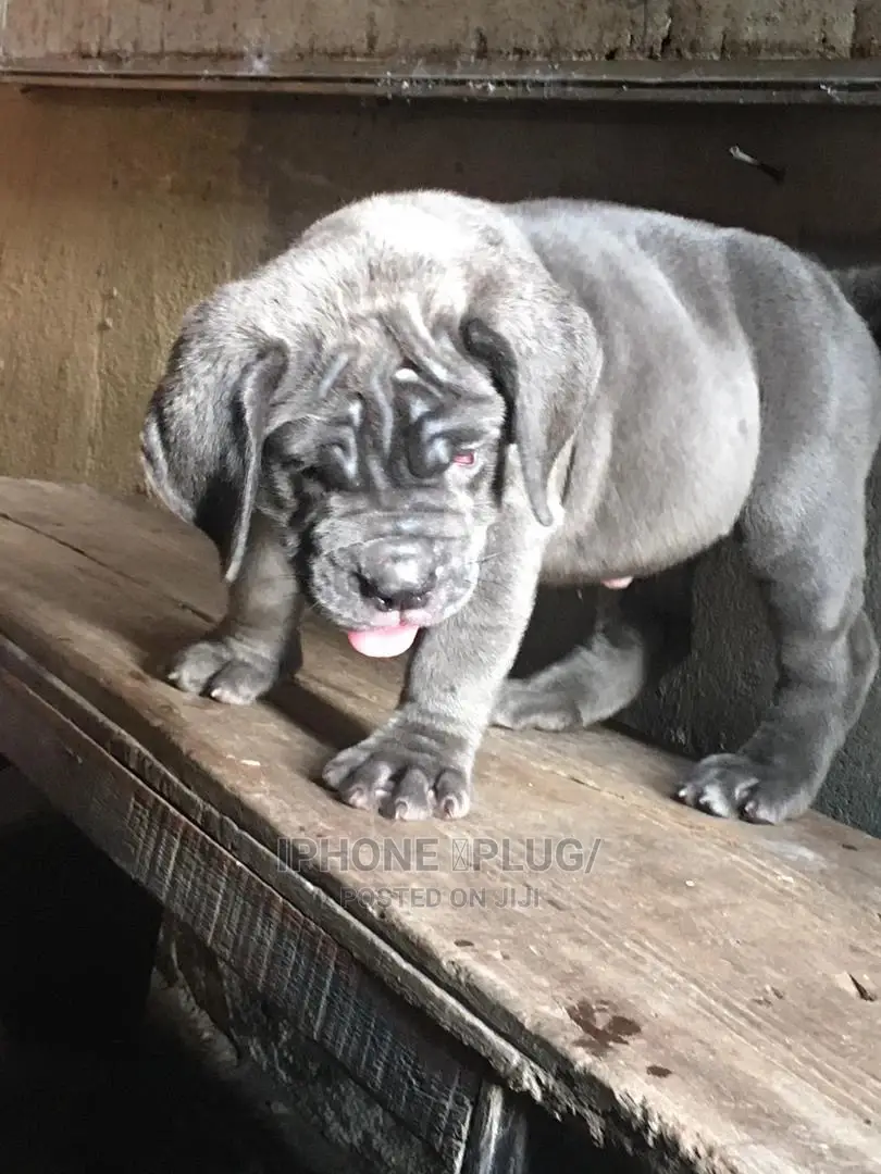 3-6 months Female Purebred Neapolitan Mastiff