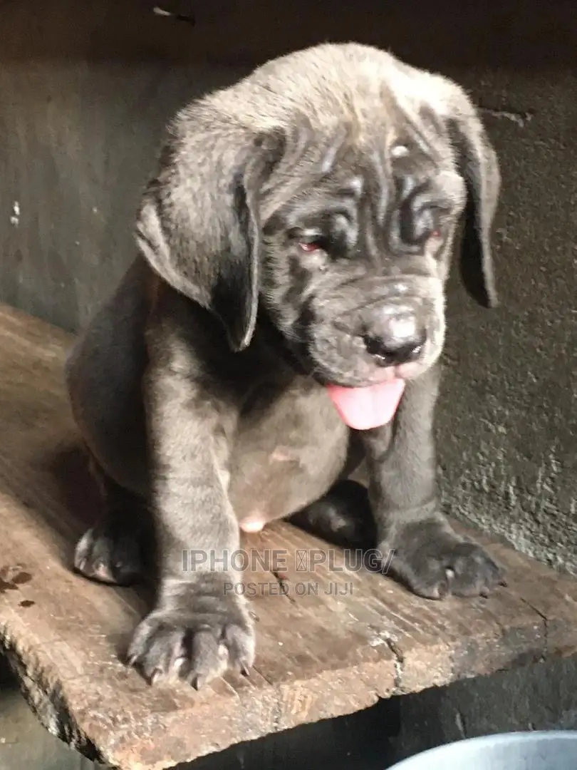 3-6 months Female Purebred Neapolitan Mastiff