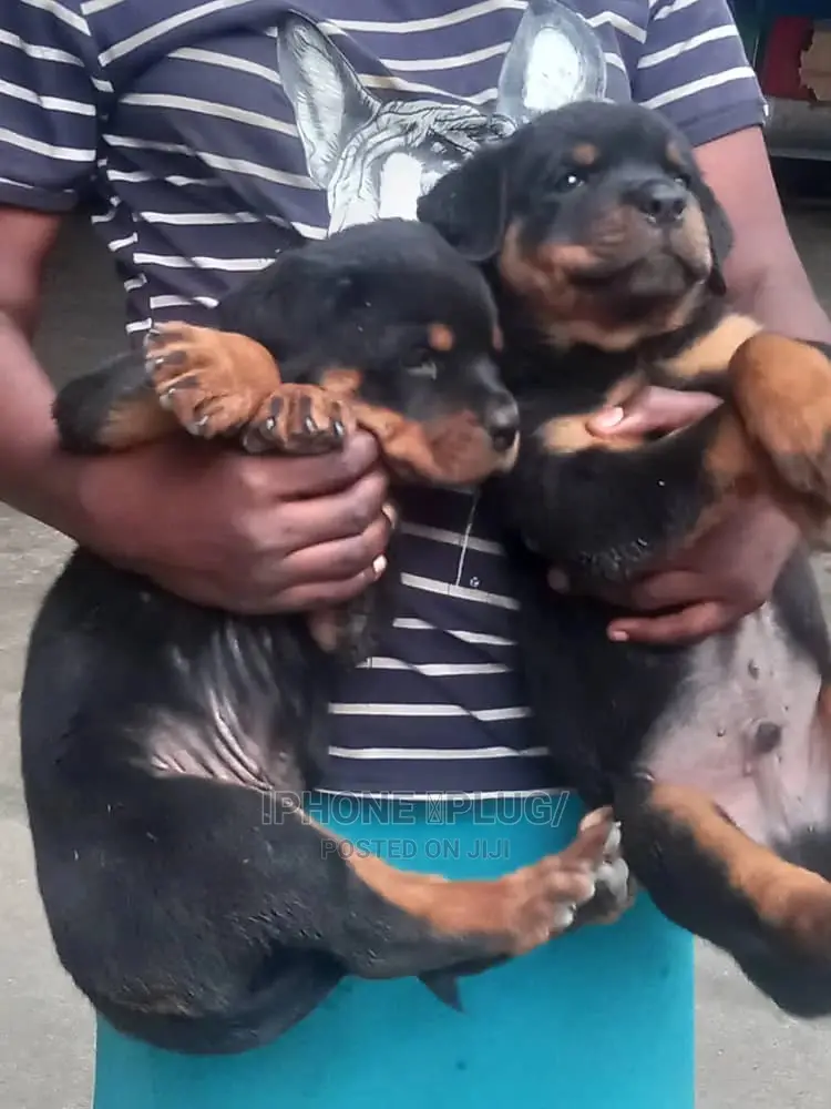 0-1 month Female Purebred Rottweiler