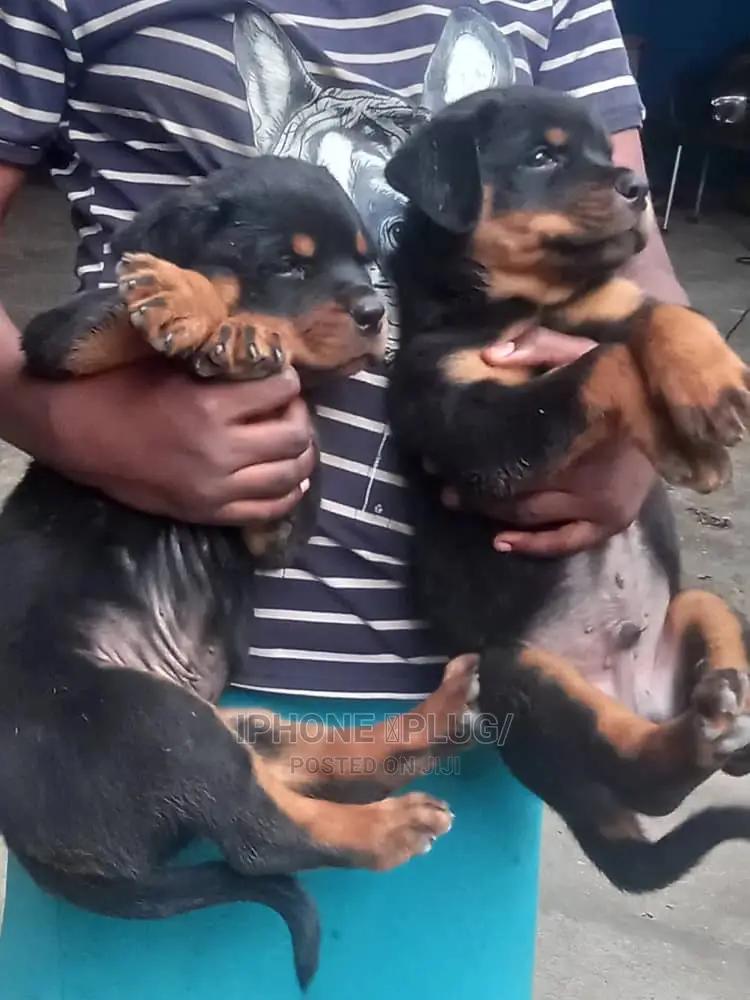 0-1 month Female Purebred Rottweiler