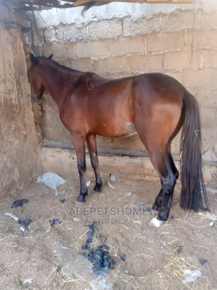 Chadian Horse For Sale