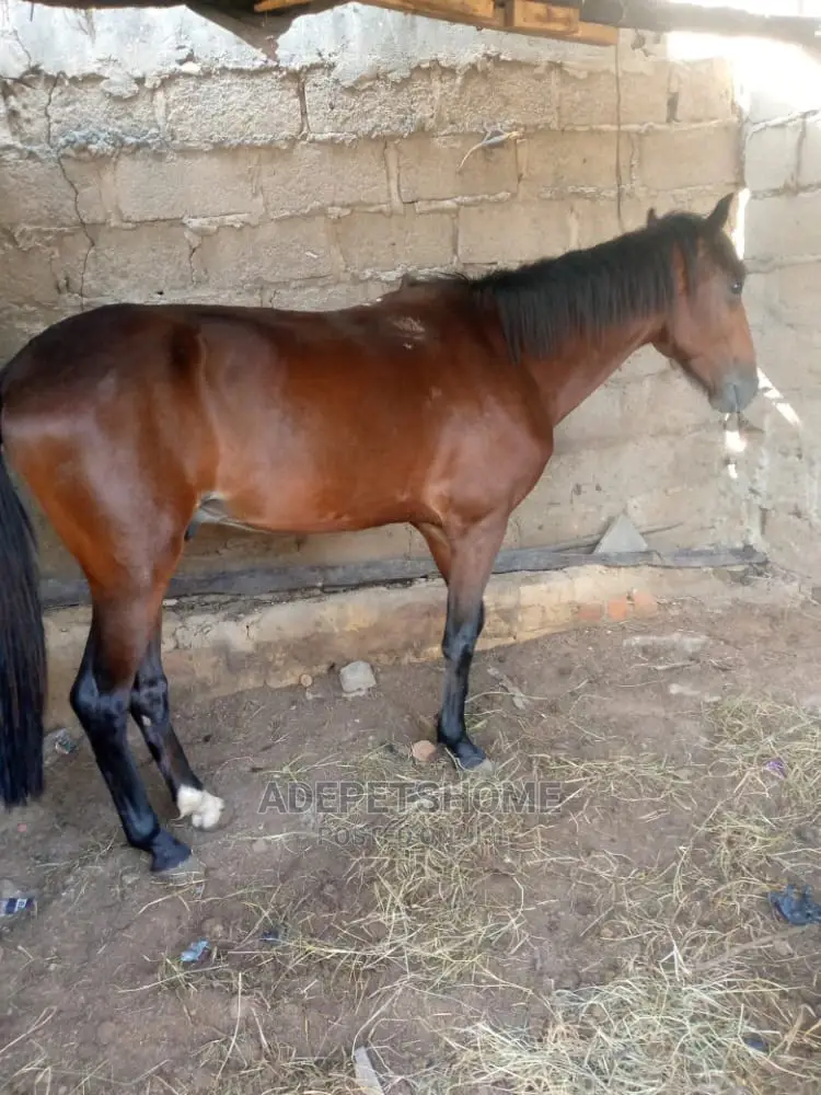 Chadian Horse For Sale