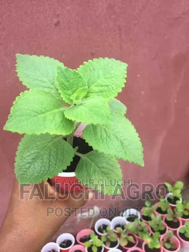 Herbs and Vegetables Seedling(Kale,Basil,Oregano,Rosemary.