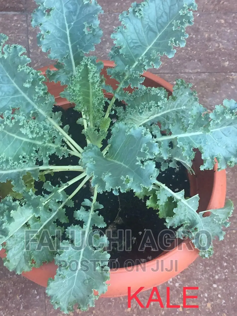 Organic Potted Plants (Herbs and Vegetables )