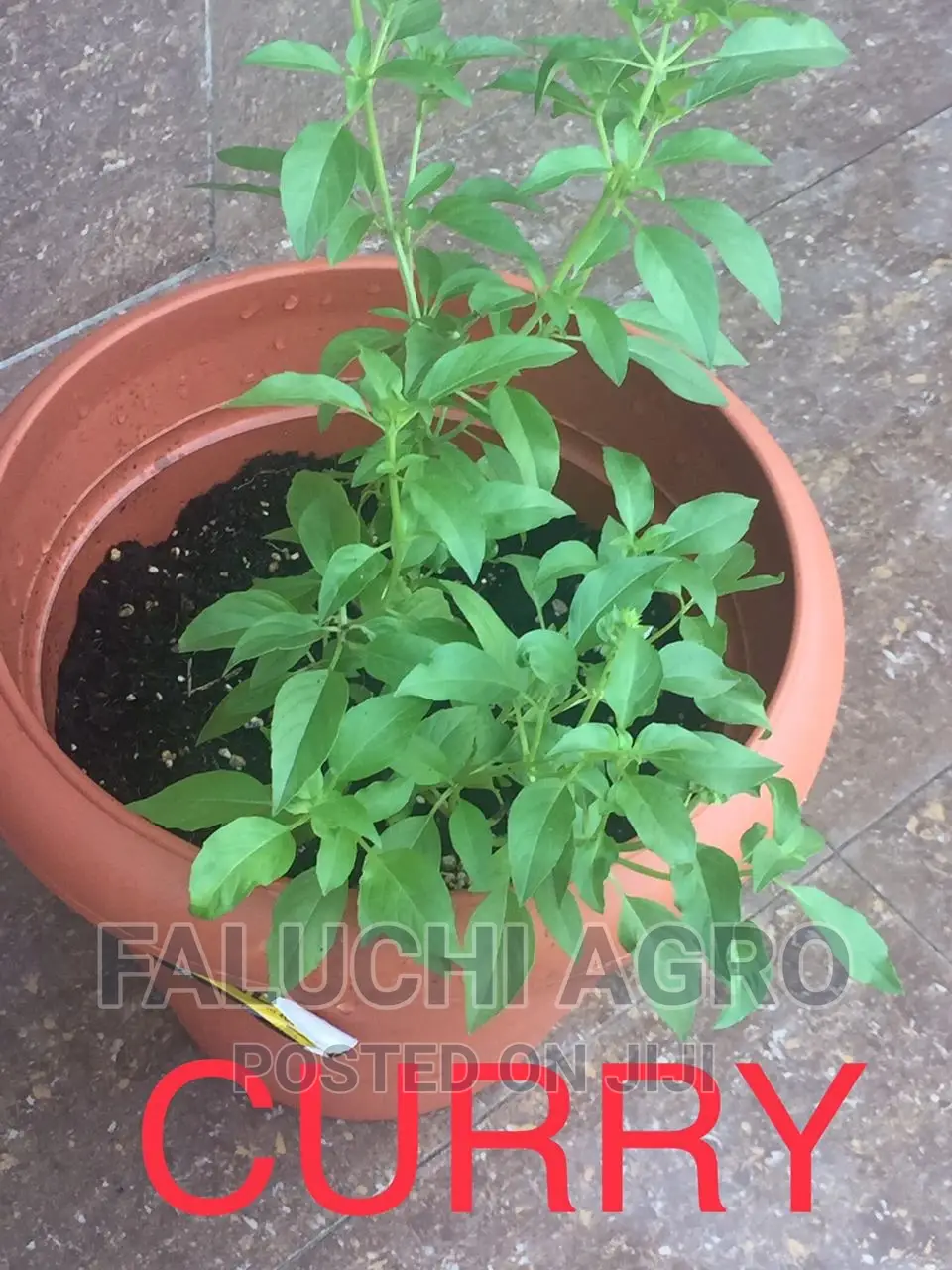 Organic Potted Plants (Herbs and Vegetables )