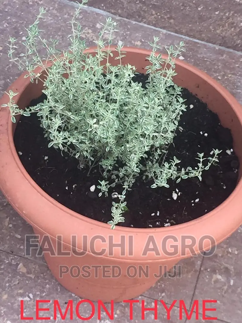 Organic Potted Plants (Herbs and Vegetables )