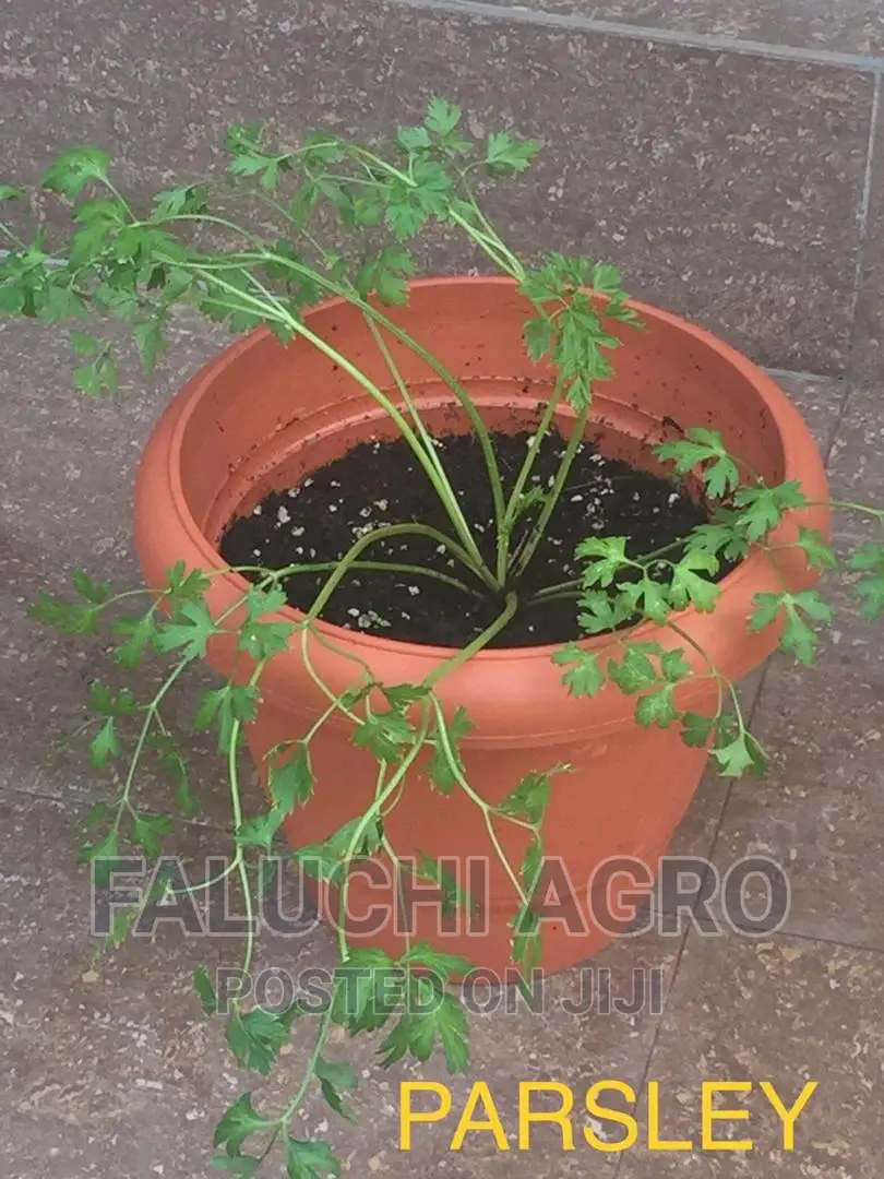 Organic Potted Plants (Herbs and Vegetables )